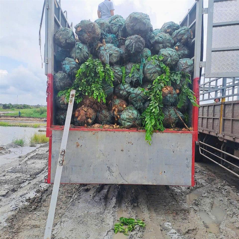 Bán đất nền mặt tiền mai bá hương lộ giới 60m, 90m2 full thổ cư, chỉ cần tt 600tr ngưng 2 năm