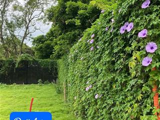 Giảm chào  chủ cần bán gấp lô đất vip sát đường 131  sóc sơn siêu vip giá 3,8 tỷ  84m2