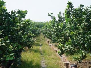 Nguồn hiếm 2000m2 vườn bưởi ngay kcn cây trường, đường oto, điện ba pha có đủ, dân cư ở đông