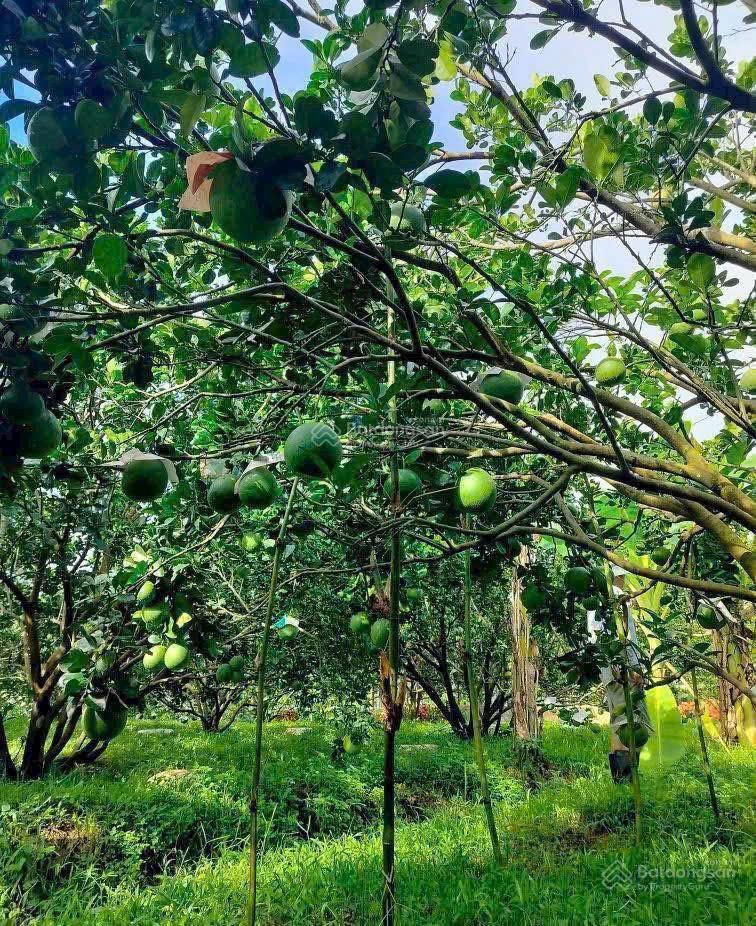 Mua đất tặng vườn bưởi có thu nhập hàng năm, sổ tphcm, đường oto, điện ba pha, dân cư có sẵn