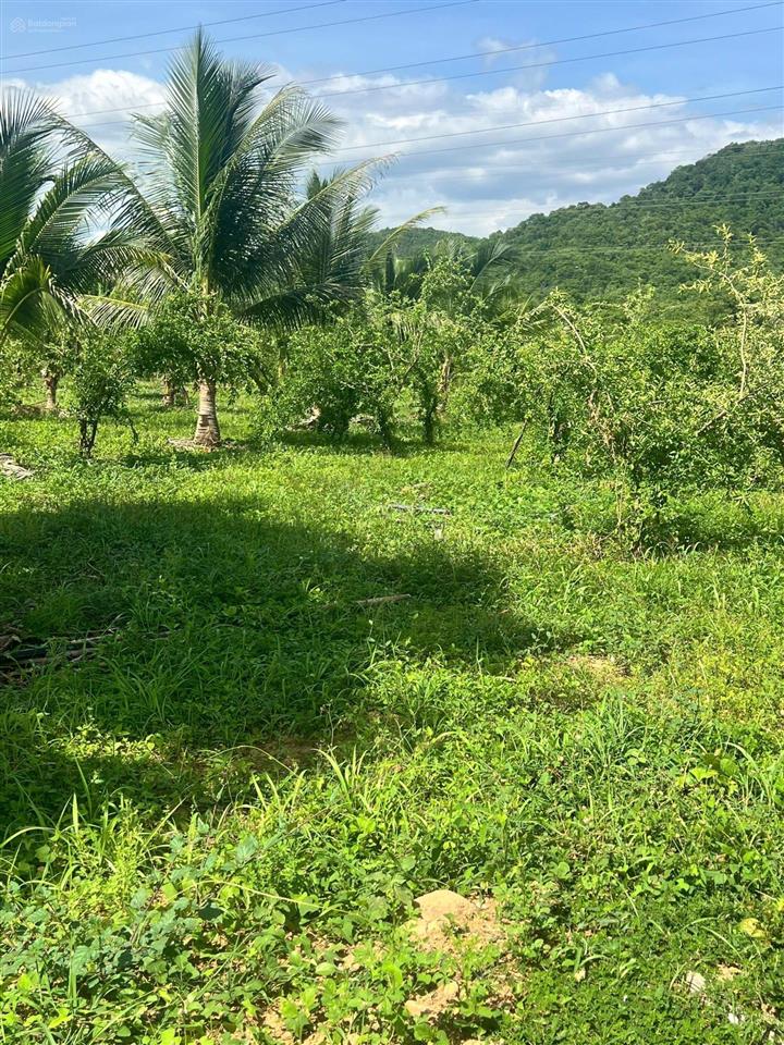 22ha bán đất vườn cây ăn trái  phù hợp làm trang trại hoặc sinh thái  hàm thuận bắc  bình thuận