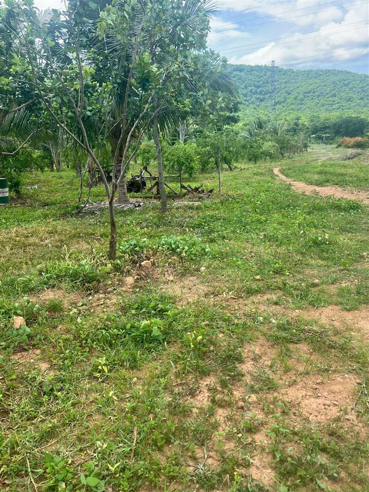 22ha bán đất vườn cây ăn trái  phù hợp làm trang trại hoặc sinh thái  hàm thuận bắc  bình thuận