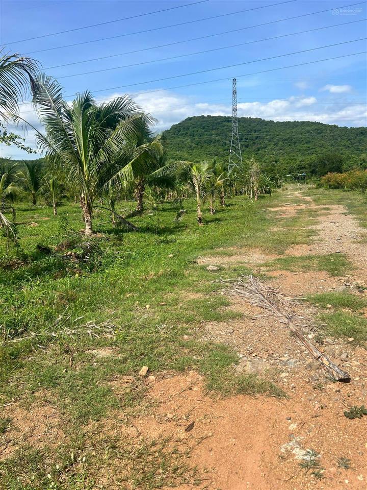 22ha bán đất vườn cây ăn trái  phù hợp làm trang trại hoặc sinh thái  hàm thuận bắc  bình thuận