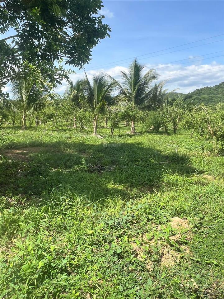 22ha bán đất vườn cây ăn trái  phù hợp làm trang trại hoặc sinh thái  hàm thuận bắc  bình thuận