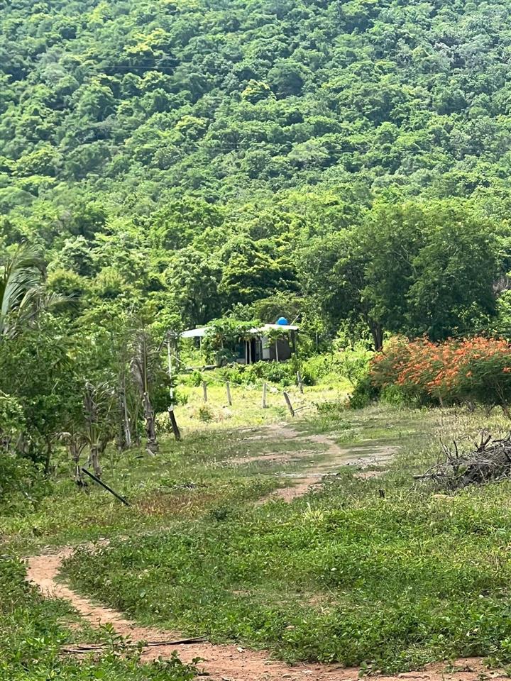 22ha bán đất vườn cây ăn trái  phù hợp làm trang trại hoặc sinh thái  hàm thuận bắc  bình thuận