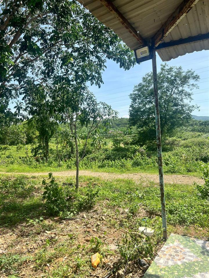 22ha bán đất vườn cây ăn trái  phù hợp làm trang trại hoặc sinh thái  hàm thuận bắc  bình thuận