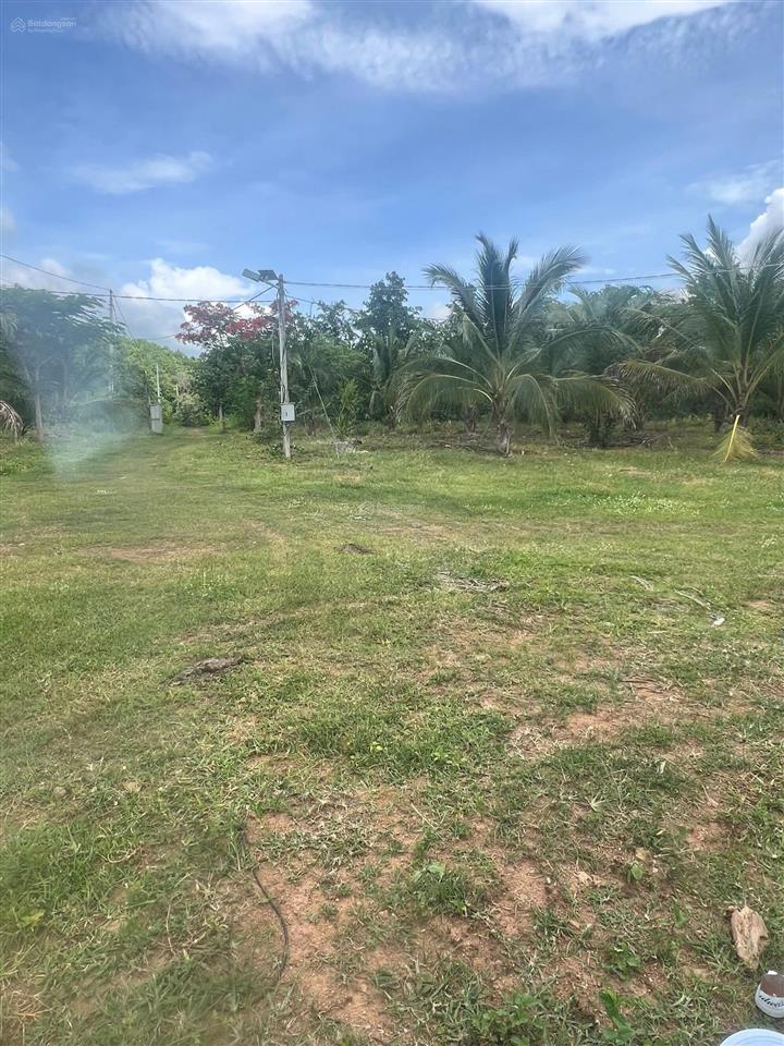 22ha bán đất vườn cây ăn trái  phù hợp làm trang trại hoặc sinh thái  hàm thuận bắc  bình thuận