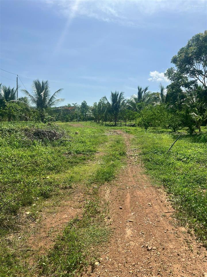 22ha bán đất vườn cây ăn trái  phù hợp làm trang trại hoặc sinh thái  hàm thuận bắc  bình thuận