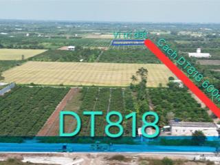 Dt 12x83,7m đang trồng dừa và cho thu hoạch