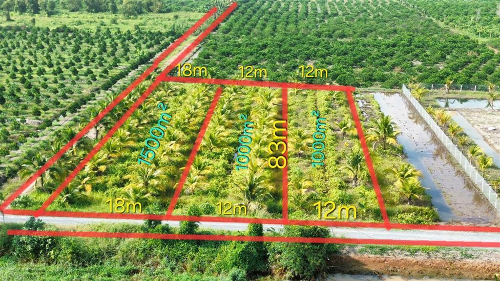 Dt 12x83,7m đang trồng dừa và cho thu hoạch