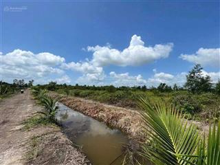 Đất vườn, thủ thừa, vị trí cách lộ nhựa 818 400m, đất đang trồng dừa