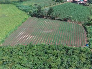 Đất nông nghiệp cách sân bay đà lạt 15km  2000m2 đất đen