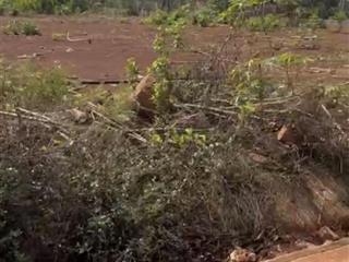 Cần bán đất chính chủ cư suê, cư mgar, đắk lắk 124,4m2 (60m2 thổ cư)