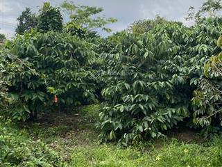 Chính chủ bán gấp đất tại xã hòa nam, di linh, lâm đồng