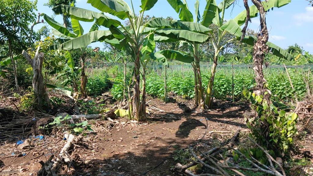 Cần bán gấp đất 2000m² (2 xào) xã thanh sơn h. định quán t. đồng nai 350 triệu