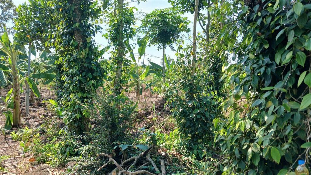 Cần bán gấp đất 2000m² (2 xào) xã thanh sơn h. định quán t. đồng nai 350 triệu