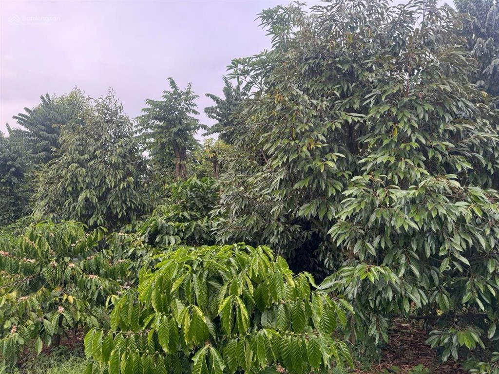 Bán đát làm nhà vườn ea kao khu dân cư hiện hữu sđt 0916 767 ***