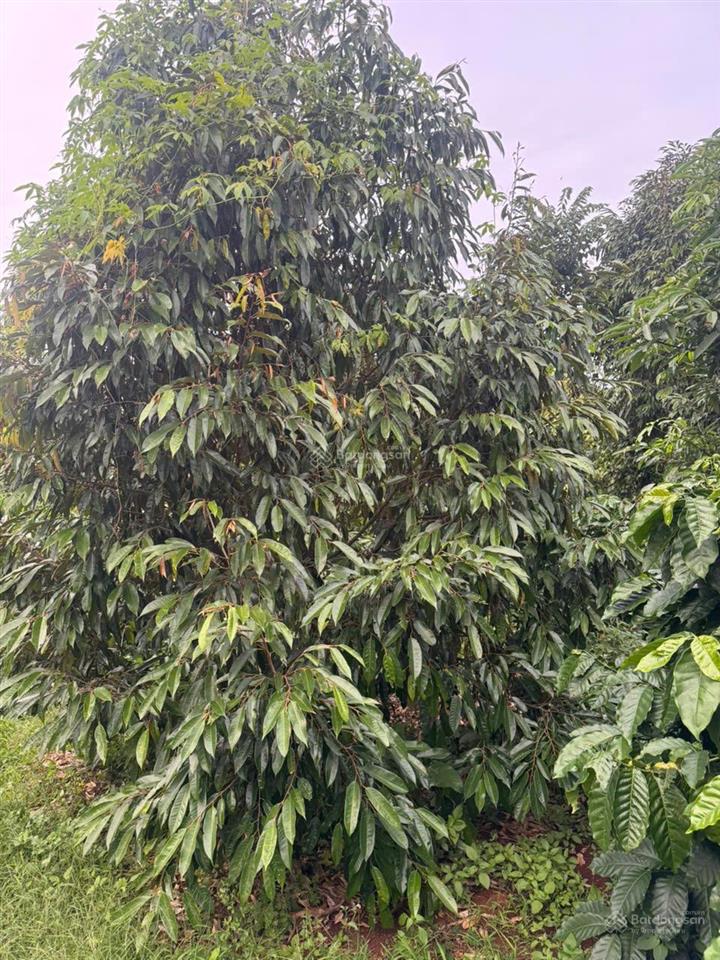 Bán đát làm nhà vườn ea kao khu dân cư hiện hữu sđt 0916 767 ***