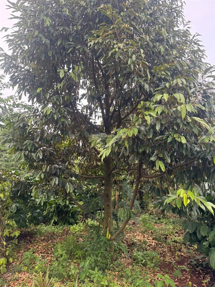 Bán đát làm nhà vườn ea kao khu dân cư hiện hữu sđt 0916 767 ***