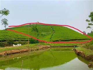 Bán siêu phẩm tại đồi chè long cốc view hồ tại phú thọ giá chỉ hơn 300 triệu