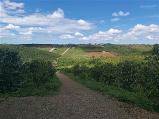 Ngộp quá bán lỗ gấp 3.8 sào đường 21, lộc quảng, bảo lâm, sát bảo lộc  quy hoạch thổ cư