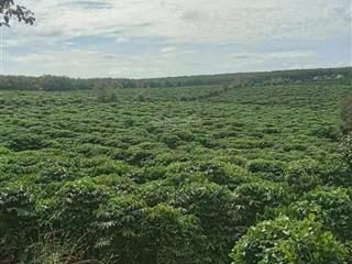 Mình có ông chú cần bán lô đất rẫy 10ha ở eahleo  đắk lắk