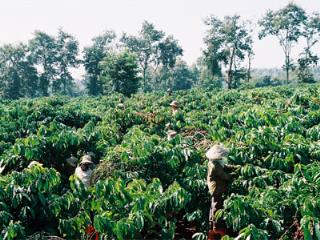 Bán rẫy cafe 1.8 hecta chính chủ, sổ riêng, có điện nước đầy đủ (buôn lê, ea h'leo, đăklăk)