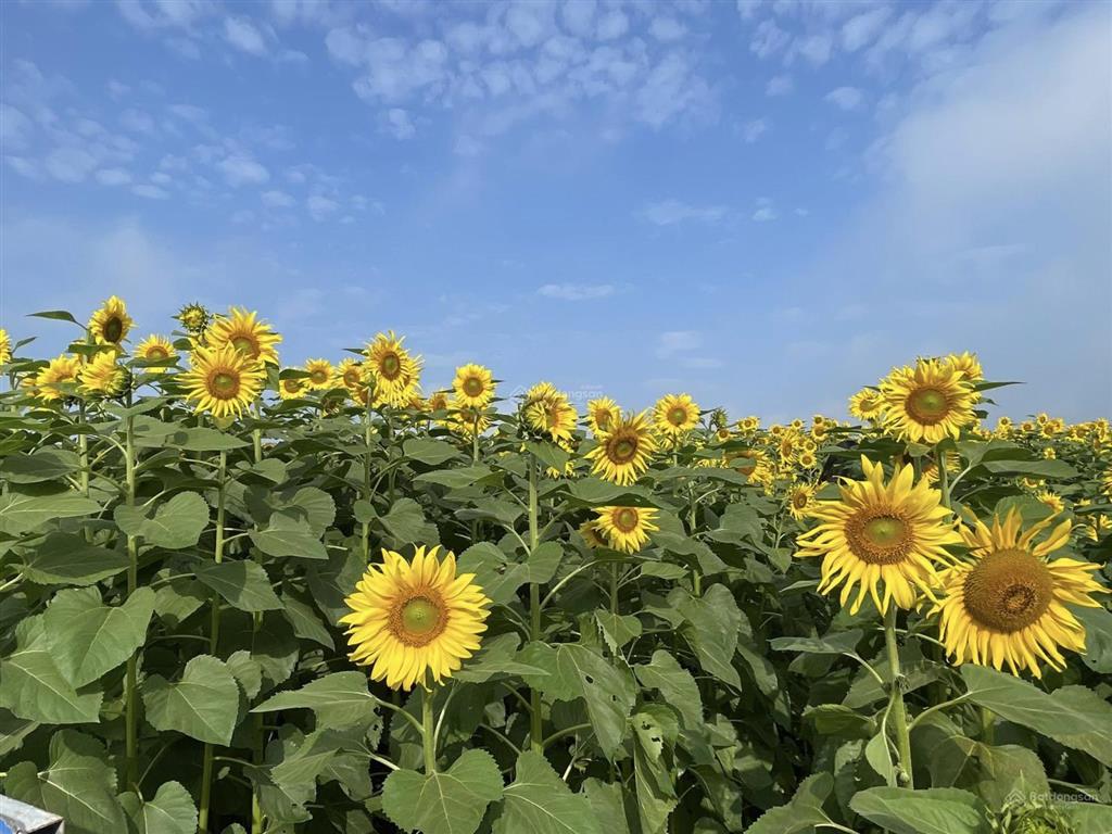 Mở bán lô đấtdiện tích từ  60m2  120m2