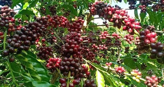 Cần bán nhanh lô góc 2 mặt tiền  vườn trồng cà phê thu hoạch tốt hàng năm