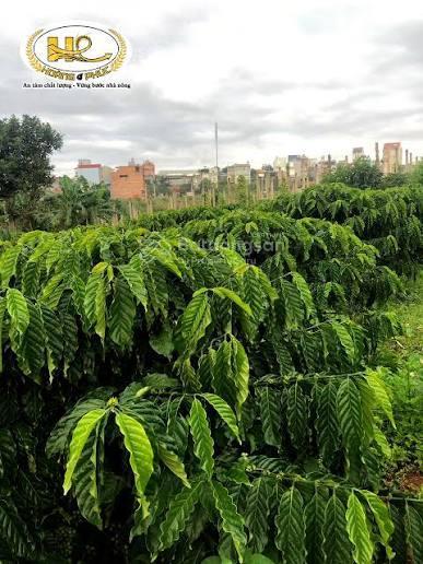 Cần bán nhanh lô góc 2 mặt tiền  vườn trồng cà phê thu hoạch tốt hàng năm