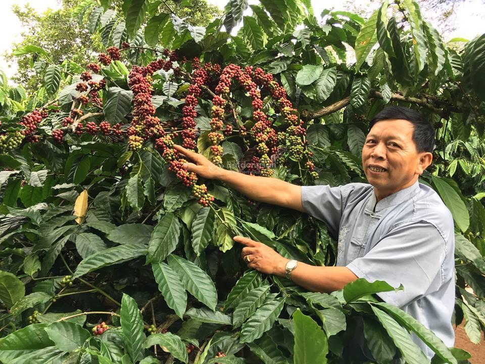 Cần bán nhanh lô góc 2 mặt tiền  vườn trồng cà phê thu hoạch tốt hàng năm