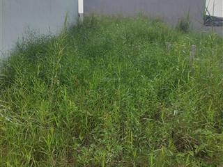 Bán đất chính chủ 100m ở ấp lộc tiền xã mỹ lộc huyện cần giuộc