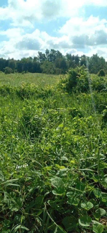 Chủ kẹt tiền gửi bán Thửa đất số 78, tờ bản đồ số 11, ấp 5A, xã Phú Cường, huyện Cai Lậy, tỉnh TG