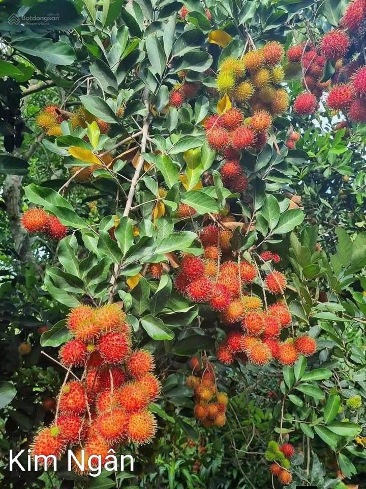 Bán nhà vườn 1054m2 chính chủ tại bình phước