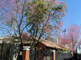 Bán khu homestay gia đình rộng 1.100m2 ngay trung tâm tp đà lạt