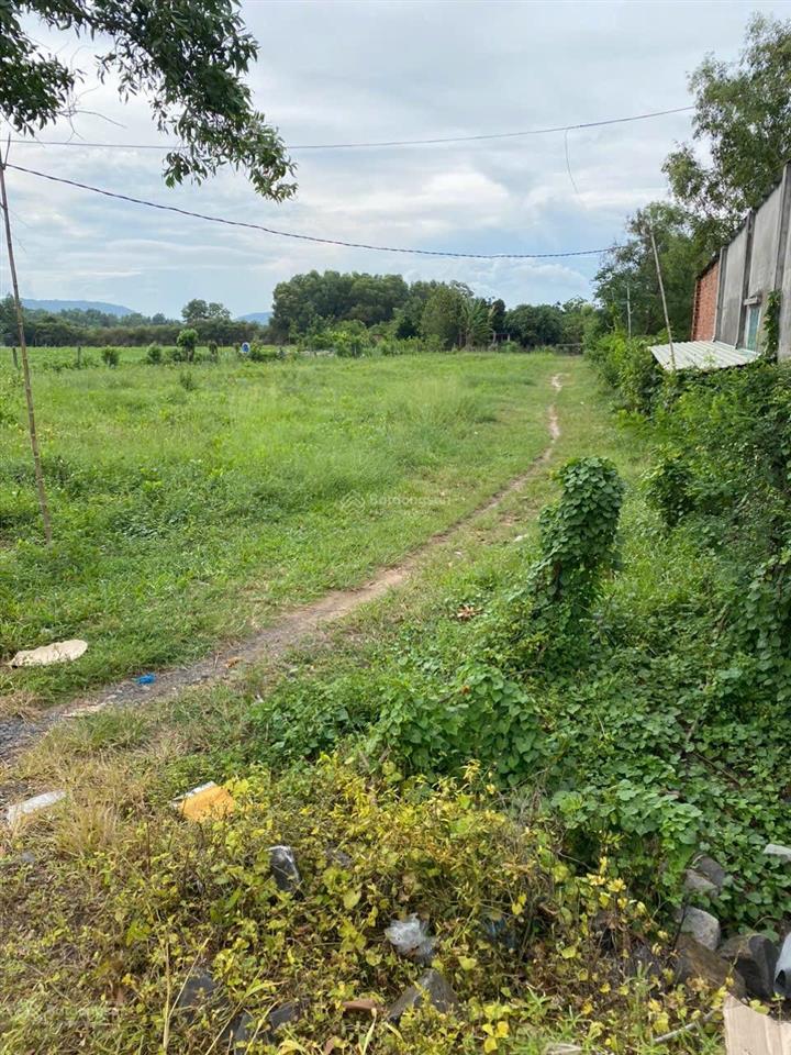 Bán 1,3ha vườn trái cây long mỹphước hải gần hồ sở bông.