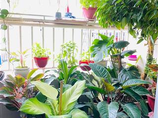 Bán căn hộ chung cư hùng vương, quận 5, 65m2, 2pn, 2.5 tỷ, có sổ hồng.