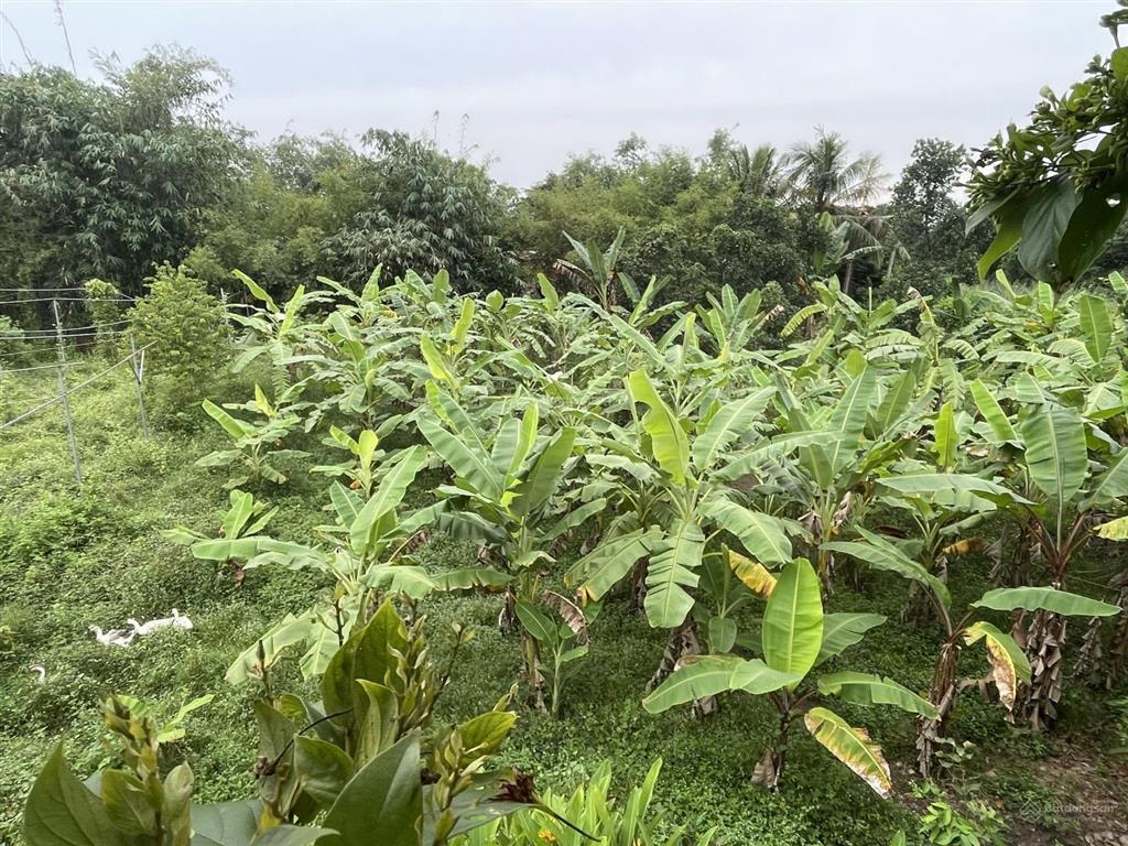 Chính chủ bán đất tặng nhà biệt thự vườn gần 3000m2