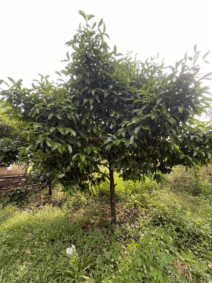 Bán lô vườn nghỉ dưỡng sẵn thổ cư , trái cây đủ loại