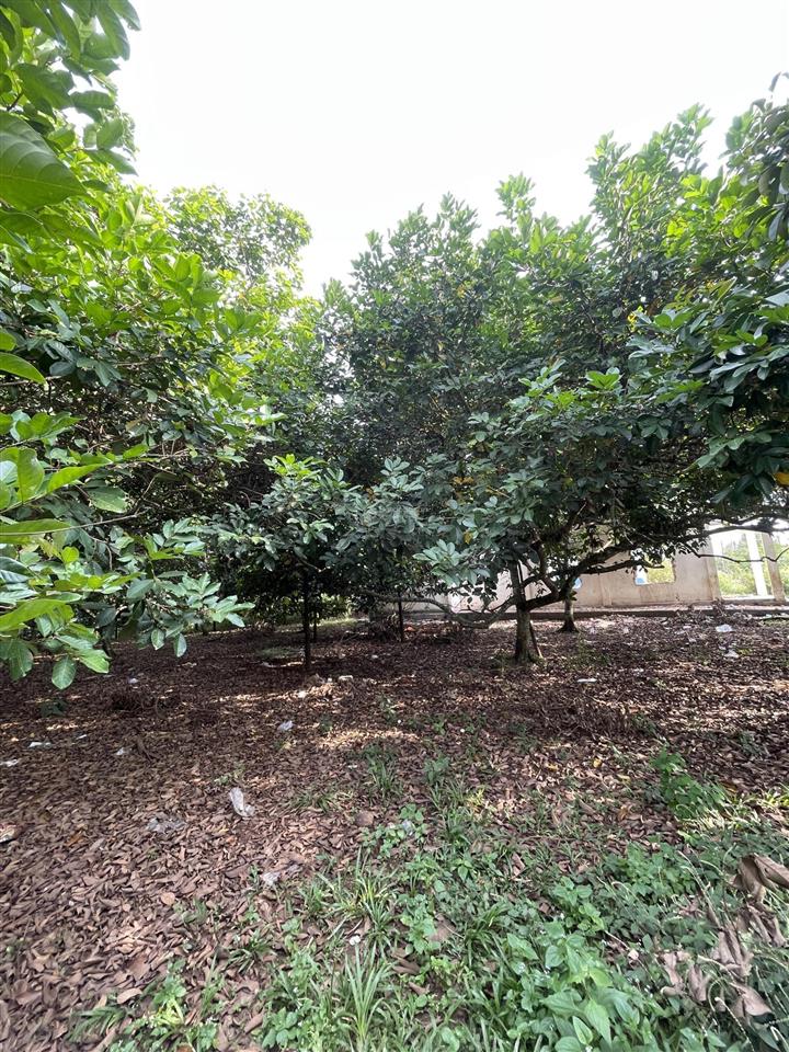 Bán lô vườn nghỉ dưỡng sẵn thổ cư , trái cây đủ loại