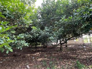 Bán lô vườn nghỉ dưỡng sẵn thổ cư , trái cây đủ loại