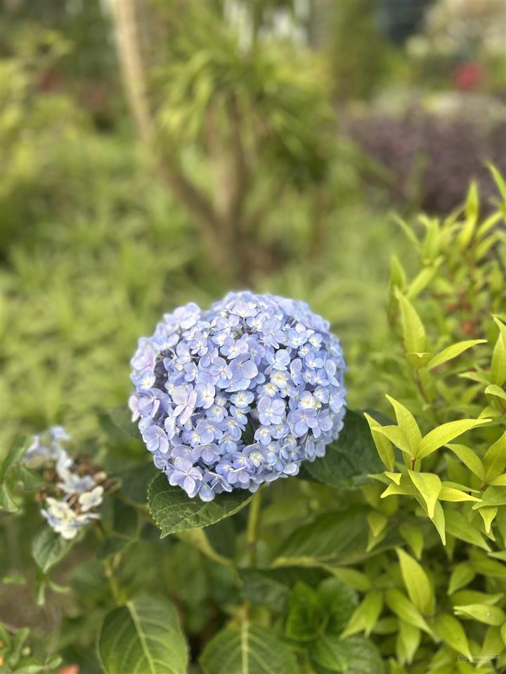 Bán biệt thự starlake, 130 tỷ, 220m2, khu vip nhất hà nội hiện nay