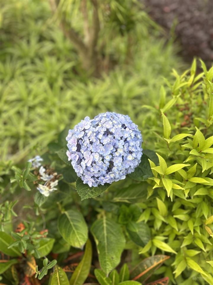 Bán biệt thự đơn lập h7 starlake, 190 tỷ, 330 m2, siêu hiếm.