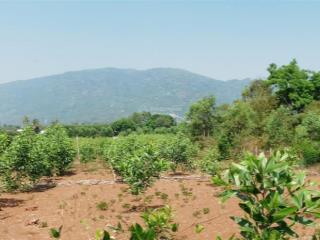 Sở hữu lô đất vuông vức ngay trung tâm xã xuân trường view triệu đô  xây homestay ngay