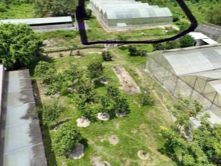 Bán đất 5.146 m, đất trồng cây lâu năm, có sẵn nhà màng ~3.000 m. cách safari quy mô 500ha ~3km