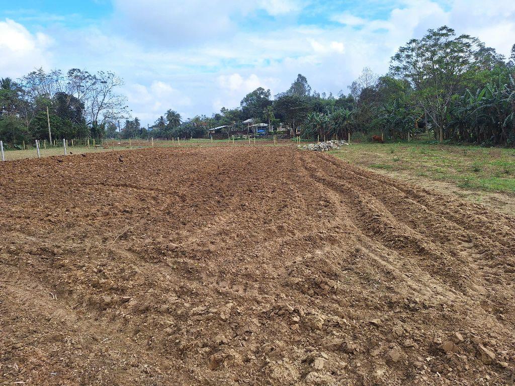 Đất trồng cây rẻ đẹp Túy Loan Tây 490 triệu/487m2