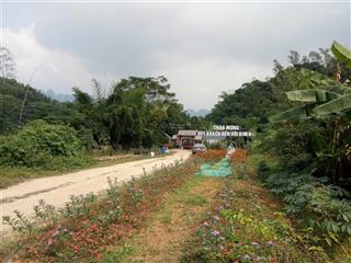 Chuyển nhượng quyền sử dụng đất trồng cây lâu năm