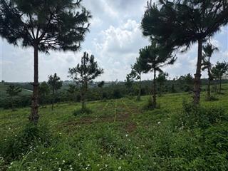 Bán đất thổ cư ở lộc tân phường 2 bảo lộc