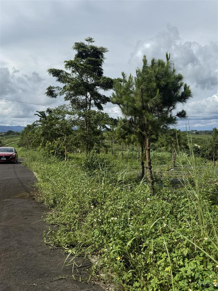 Chính chủ bán đất lộc tân phường 2 bảo lộc giá tốt