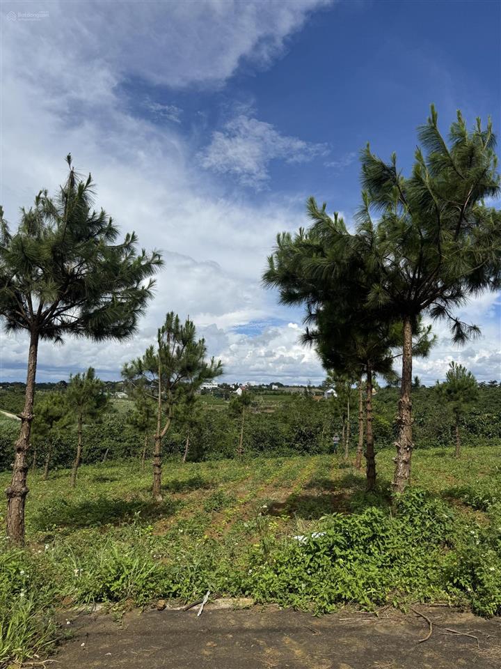 Chính chủ bán đất lộc tân phường 2 bảo lộc giá tốt